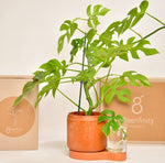 Greenfinity Terracotta